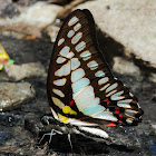 Common jay or Great jay