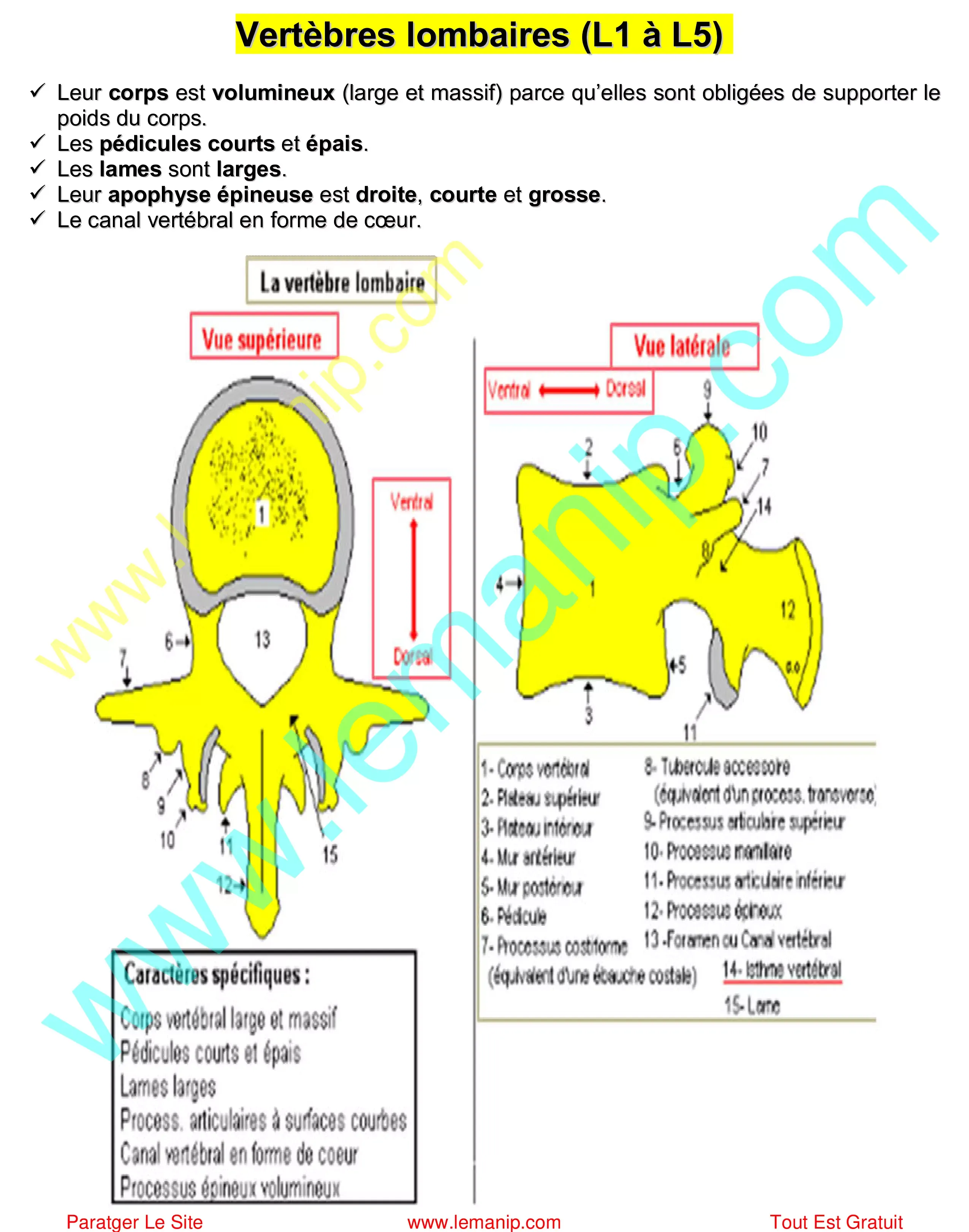 Rachis Lombaires : L1 à L5