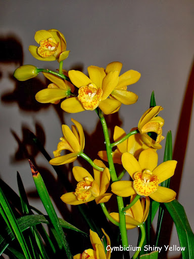 Cymbidium Shiny Yellow P1111026