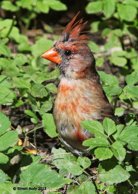 Cardinal rouge juvénile - Une tite série IMG_5406