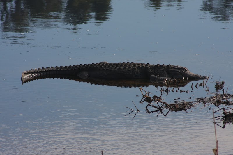 Alligator mississippiensis