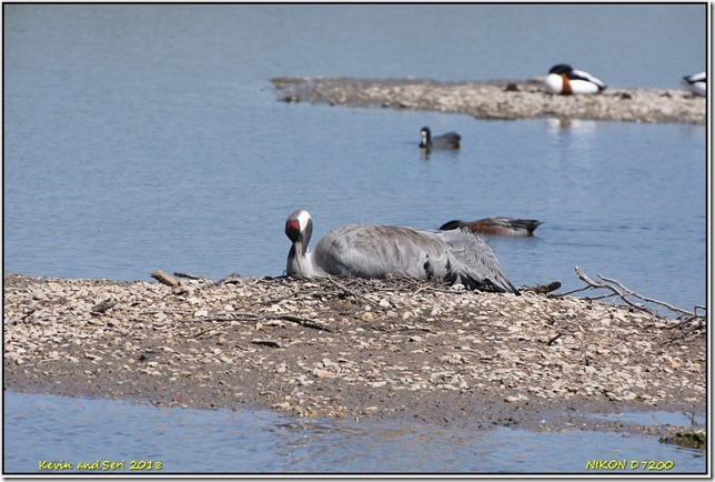 Slimbridge WWT - May