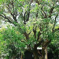 家園藝術咖啡牛排館 庭園餐廳