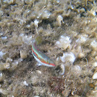 Mediterranean rainbow wrasse