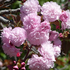 Kwanzan Flowering Cherry