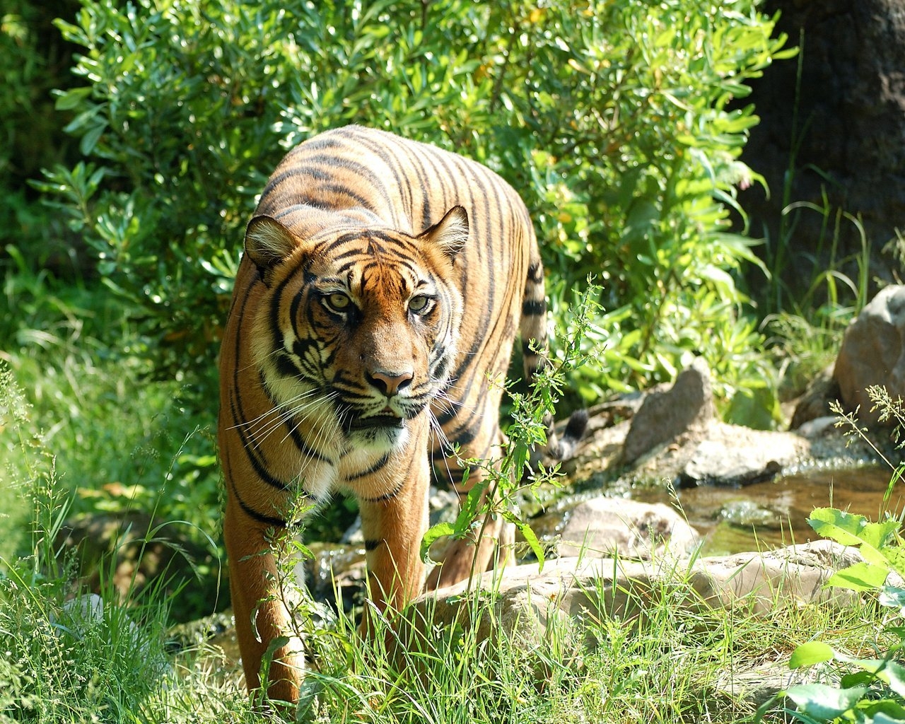 Sumatran Tiger