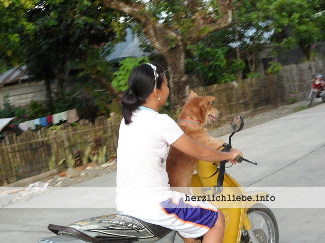 Travelling with Pets