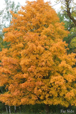 Fall tree Sept 21