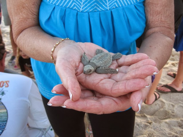 Protecting baby turtles