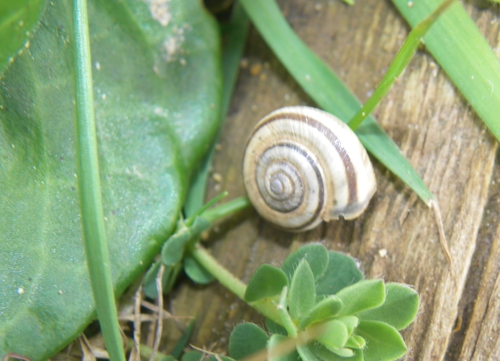 Fauna De Tineo Y Salas Caracoles Terrestres