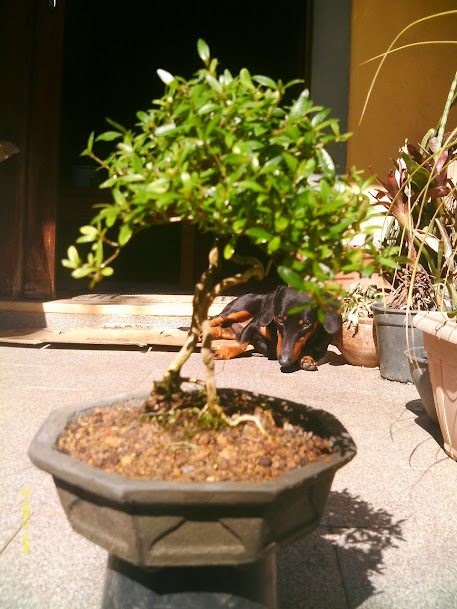 Serissa, Raiz exposta ou Pedra Artificial??? IMAG0055