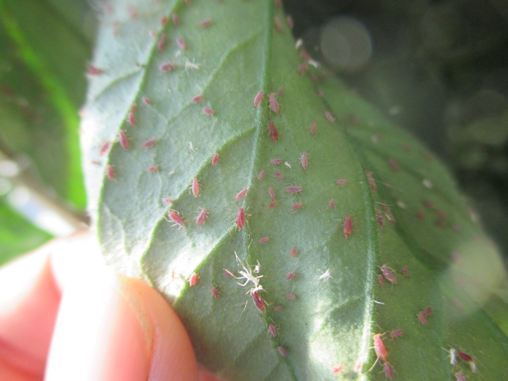 Ways to Control and Get Rid of Aphids on Tomato Plants