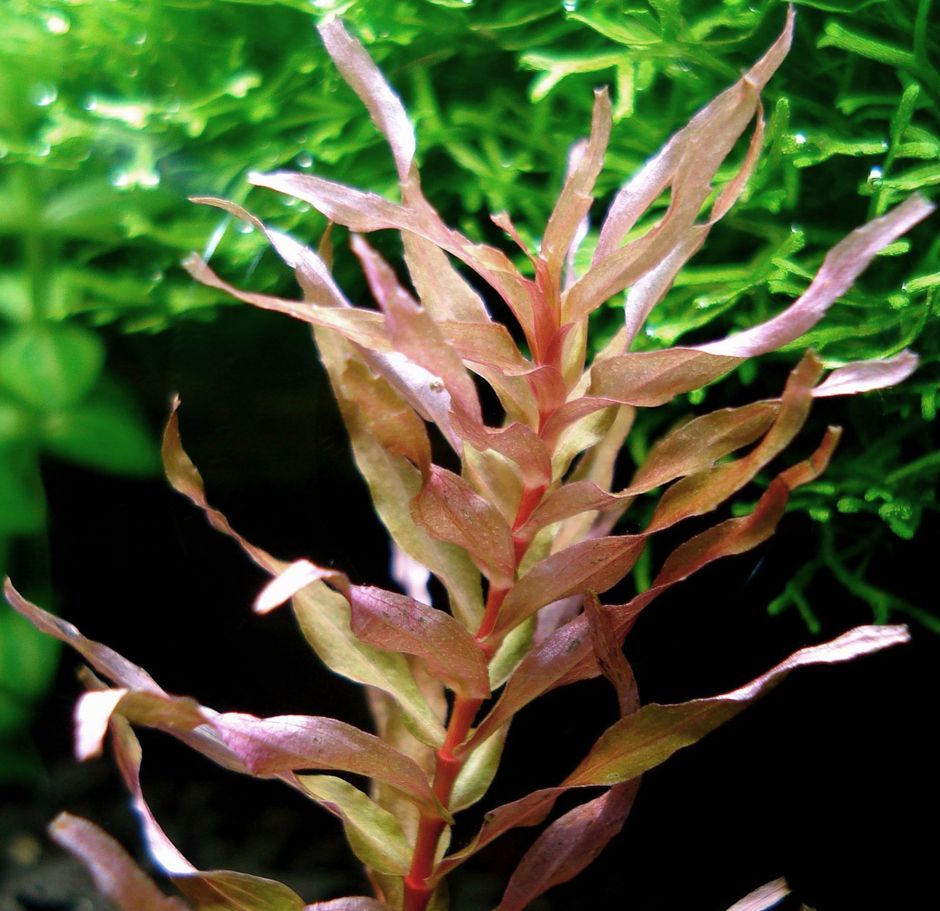 Ротала крупнотычинковая (Rotala macrandra)