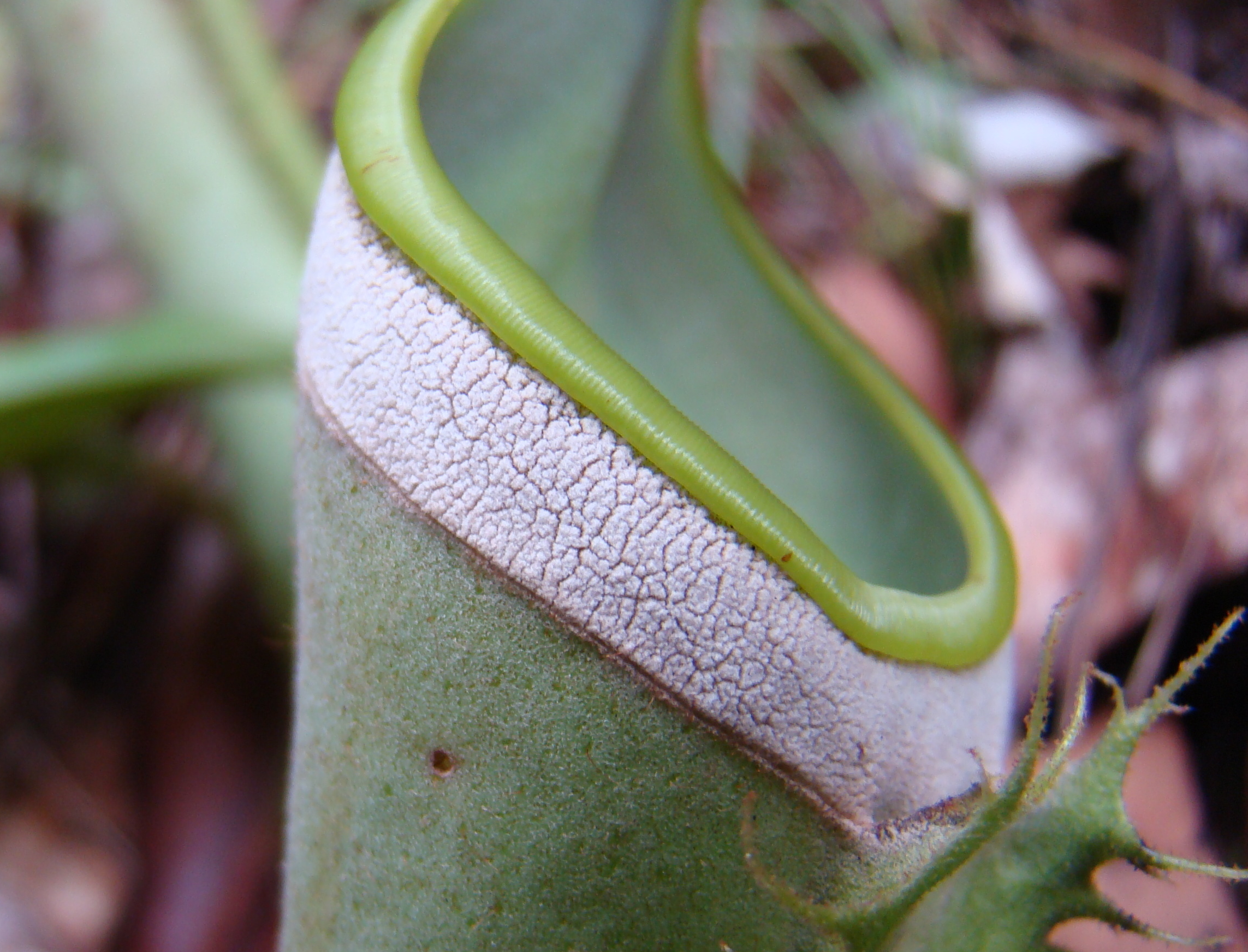 파일:external/upload.wikimedia.org/Nepenthes_albomarginata_with_trichomes_cropped.jpg