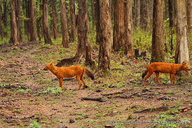 Wild Dogs...checking out their territory