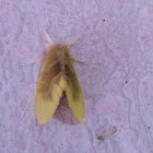 Moth