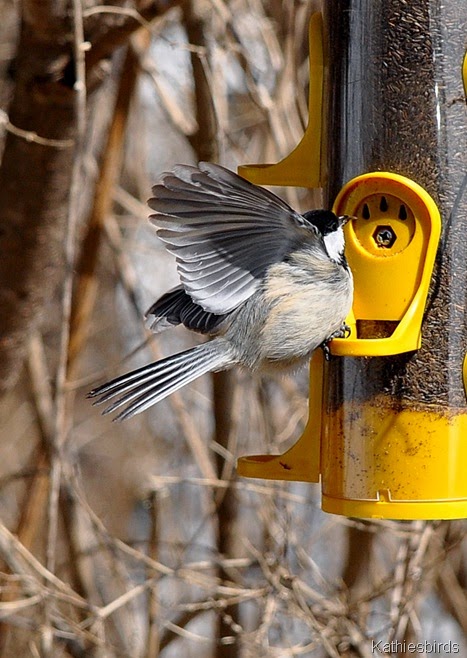 7. chickadee-kab