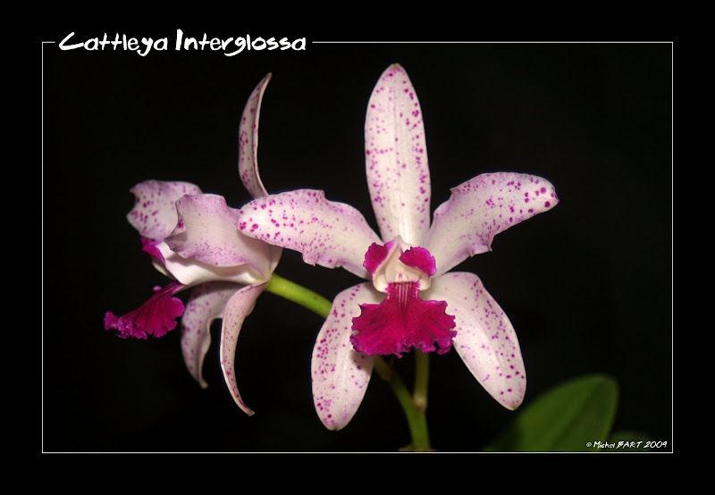 Cattleya amethystoglossa Cattleya_Interglossa_2