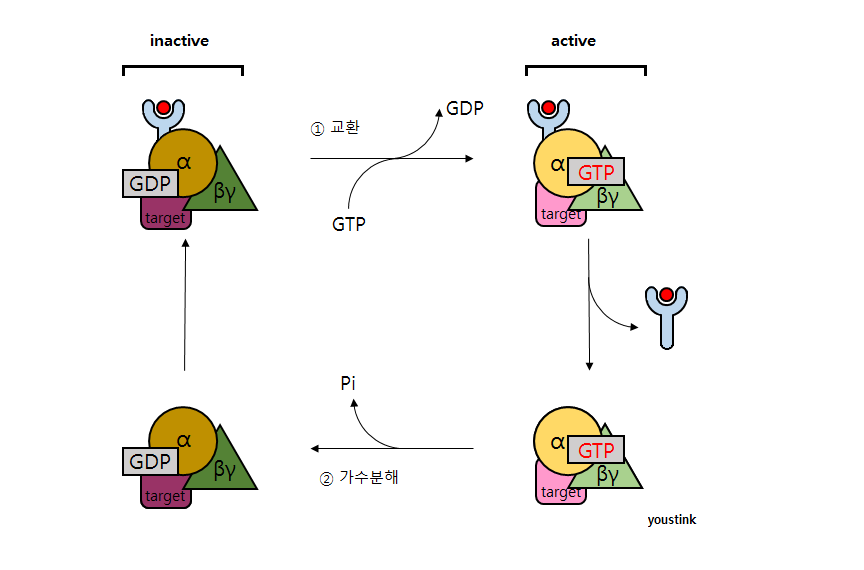 파일:GTPase_cycle.png