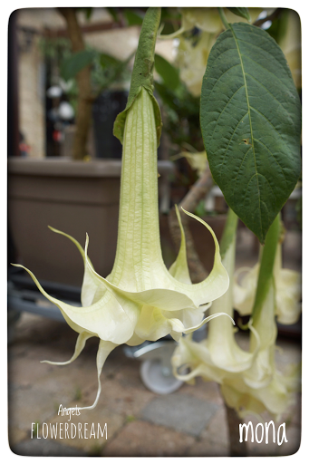 Brugmansia