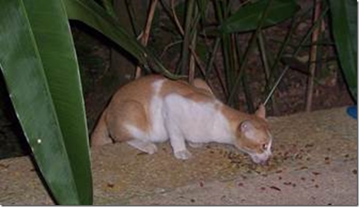 clip_image020