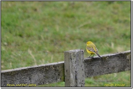 Draycote Waters - April