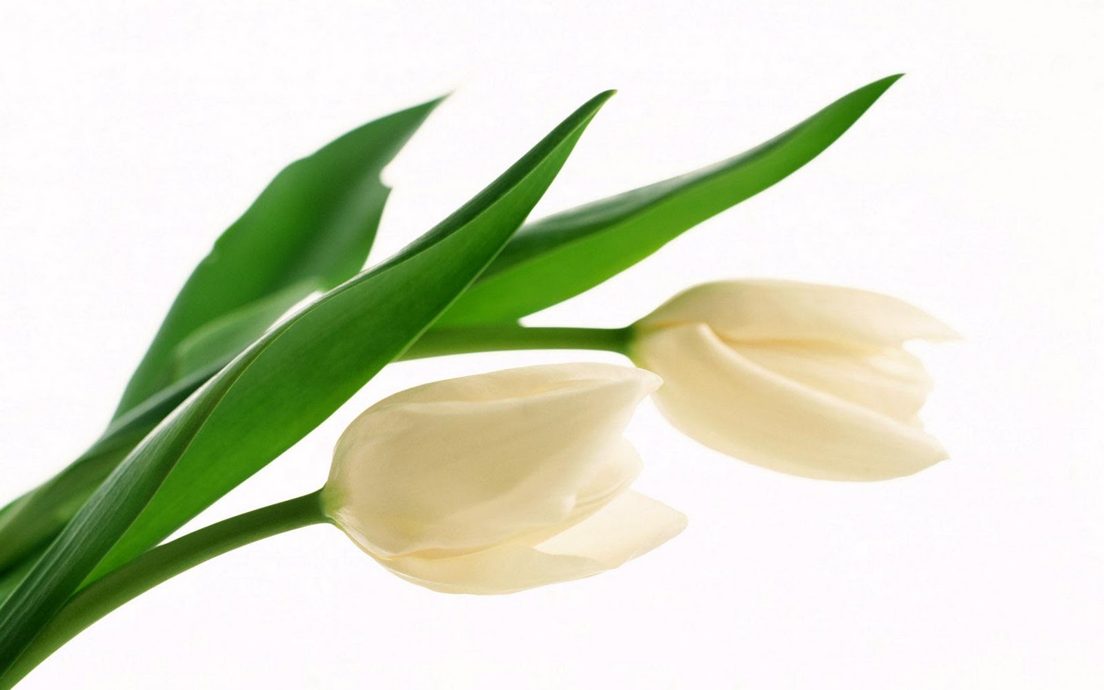 white tulip flowers