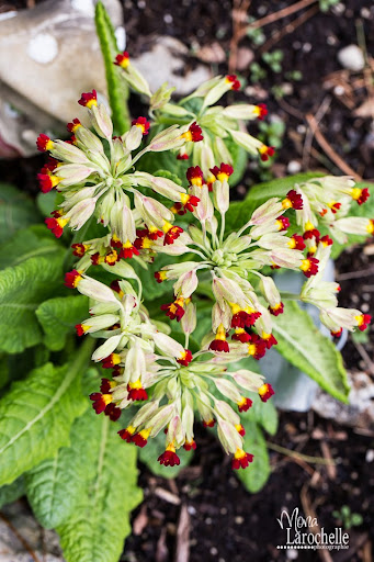 Primula veris Red Strain Primula-veris-red-strain-140517-122rm