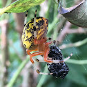 Marbled Orb Weaver