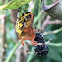 Marbled Orb Weaver