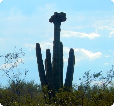 crested saguaro cactus