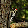 Ladder-backed Woodpecker