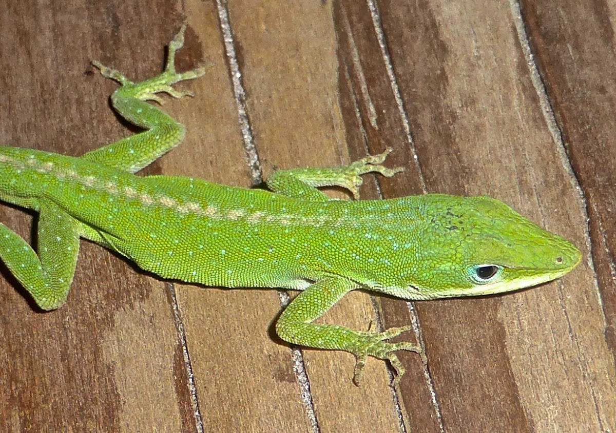 Green Anole