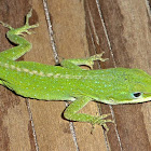 Green Anole