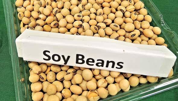 Soy beans