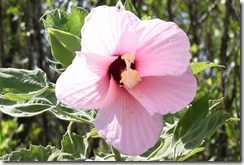 Hibiscus 3