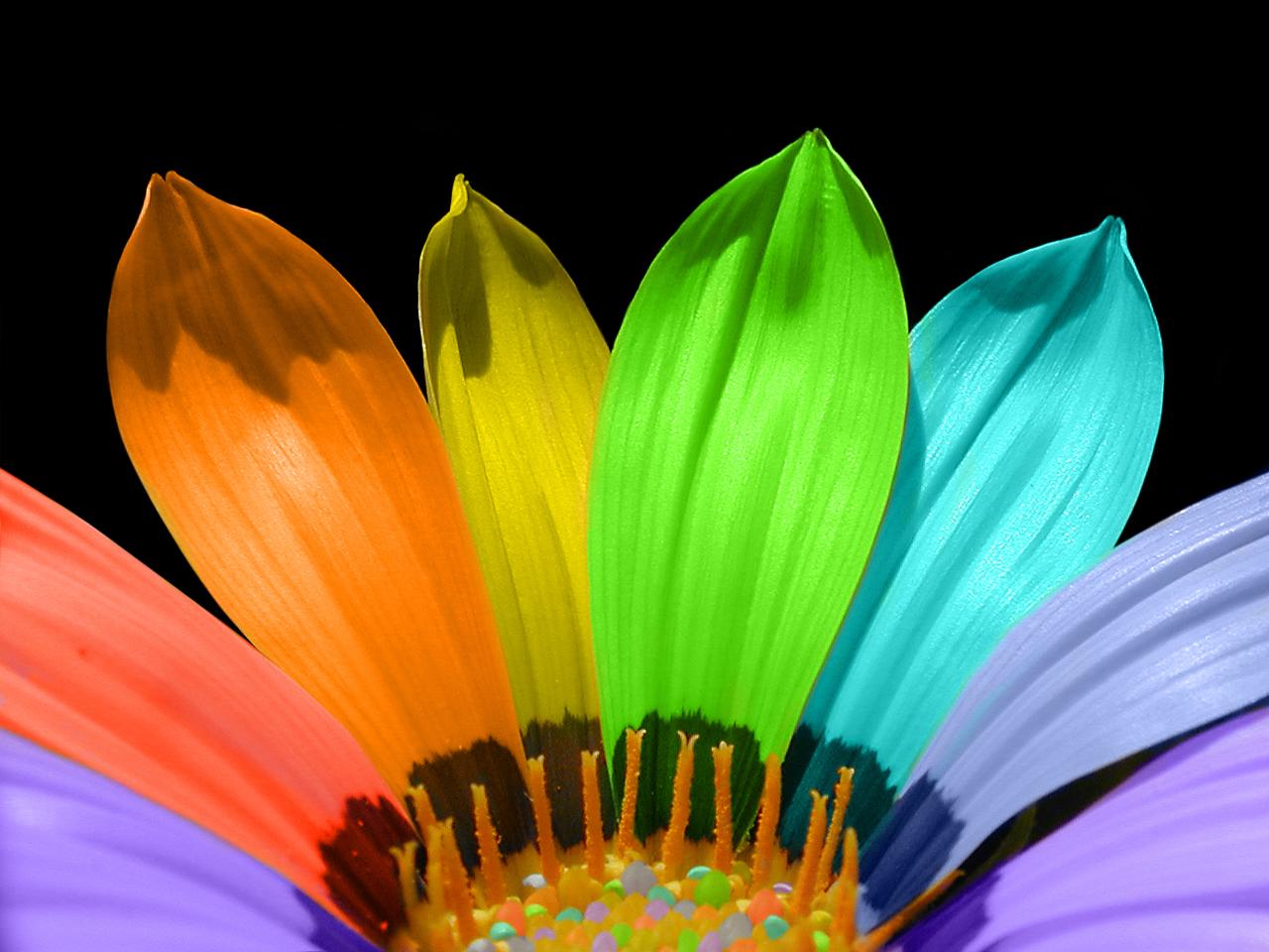 Colorful Flower Wallpaper