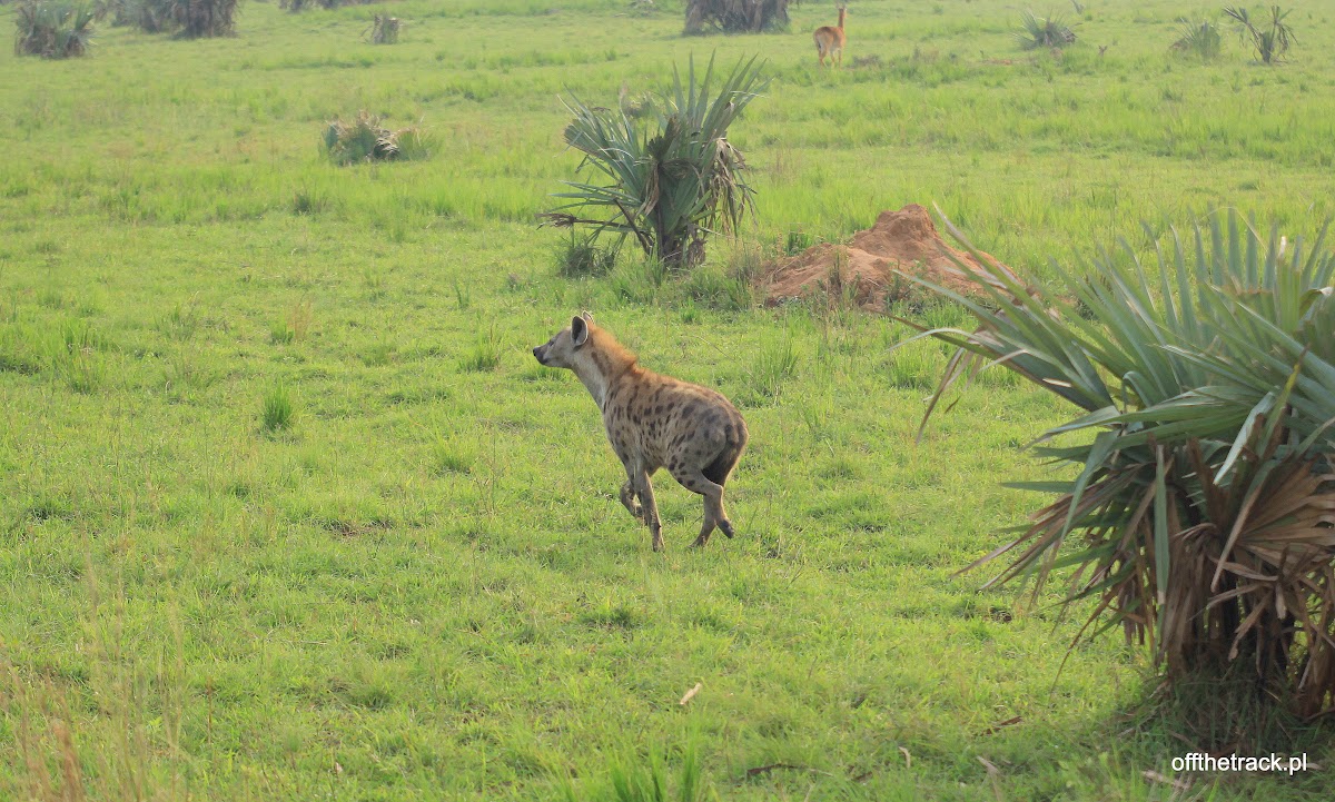 Hiena centkowana biegnie na sawannie, park narodowy Murchison Falls, Uganda