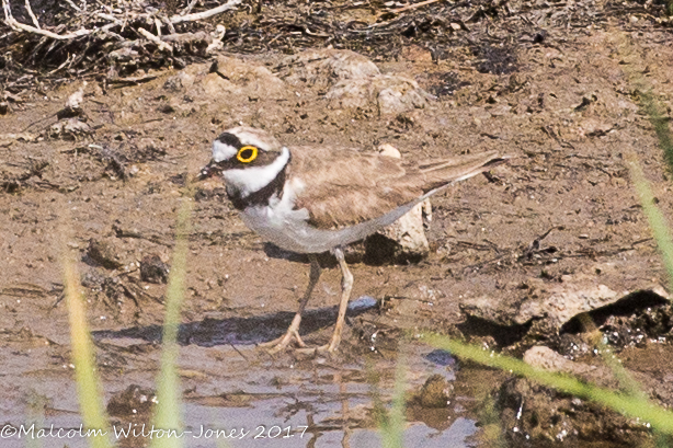 Little Ringed Plover; Chorlitejo Chico