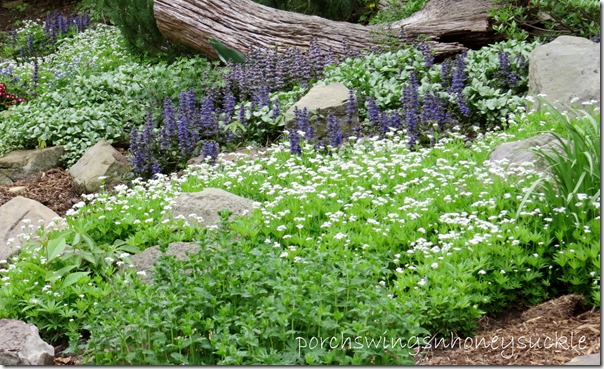 trimmed sweet woodruff aa