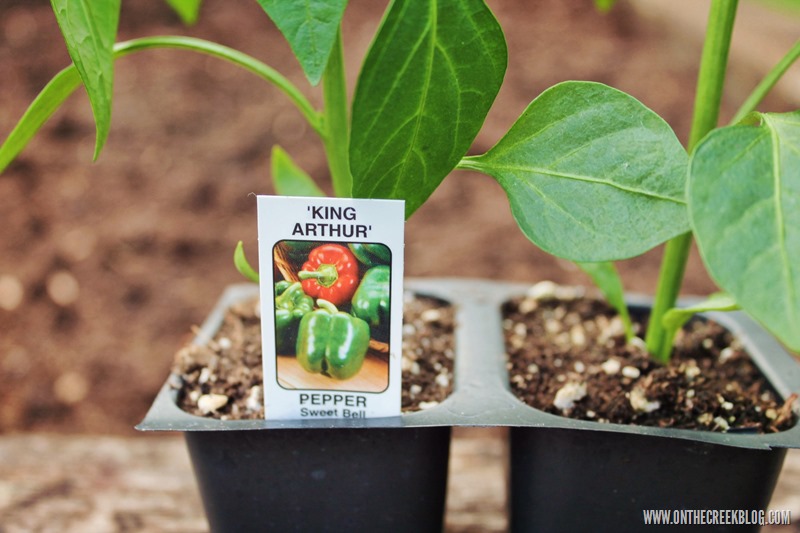 Vibrant and diverse array of homegrown vegetables and plants, capturing the essence of a thriving backyard garden. | on the creek blog // www.onthecreekblog.com