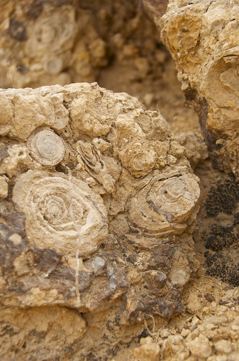 Fossils in the rock