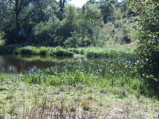 blenheim palace lake 1 