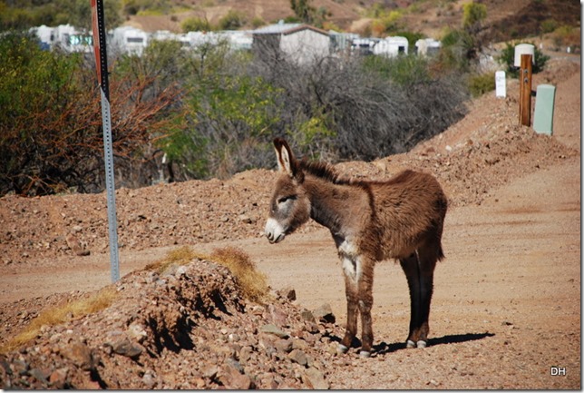 03-25-16 RT Emerald Cove Oatman EC (7)