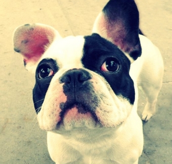 Parrainer un bouledogue du Rescue Boule