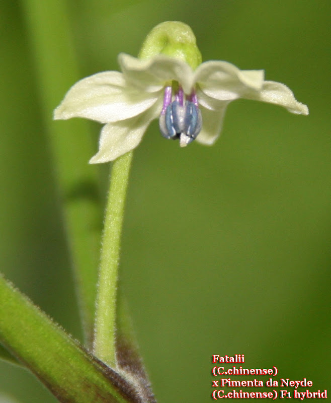 Fatalii%2520X%2520Pimenta%2520da%2520Neyde%2520F1_165days_flowers.jpg