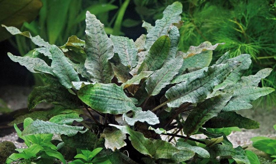 Криптокорина Вендта (Cryptocoryne wendtii)