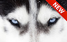 Siberian Husky Wallpaper HD Custom New Tab small promo image