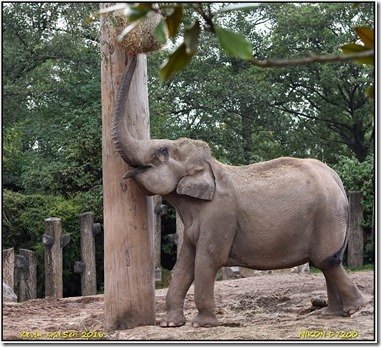 Chester Zoo - October