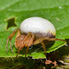 Sixspotted Orb Weaver